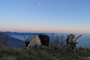 83 Le caprette sfruttano l'ultima  luce del giorno per brucare erba